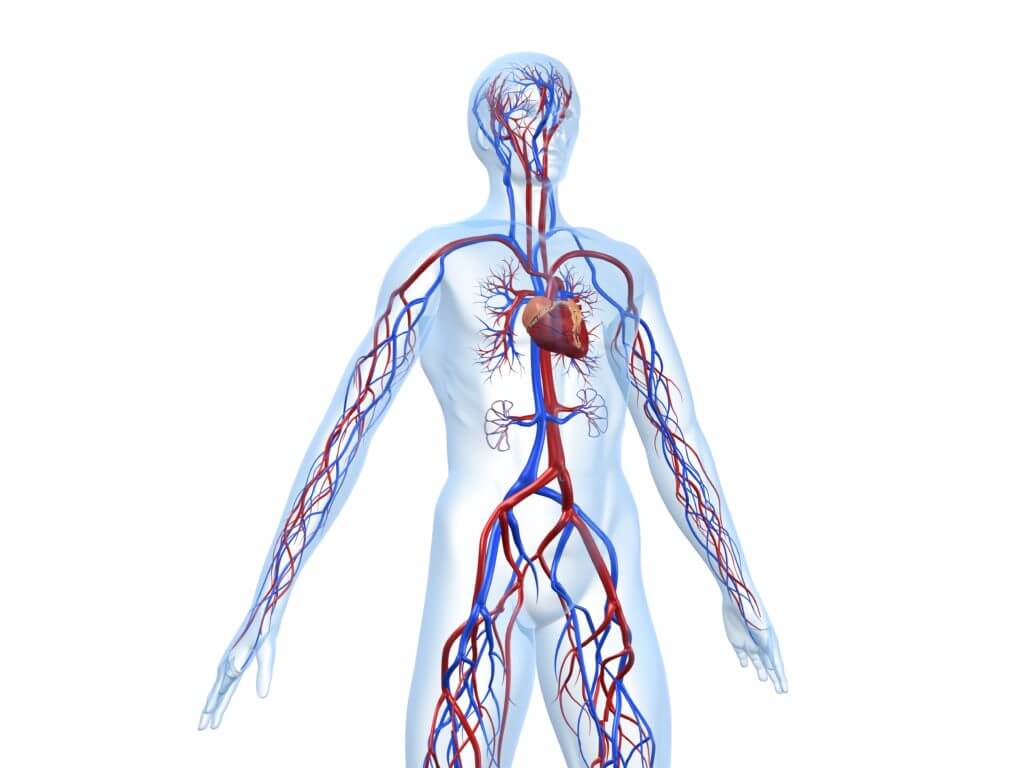 Vascular Lab Program Noninvasive Vascular Testing Best Practices
